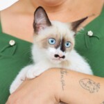 Senador Canedo inicia cadastramento e recadastramento de protetores independentes de...