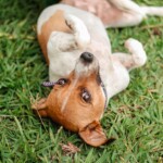 Bem-Estar Animal ultrapassa 6 mil animais vacinados contra a raiva...